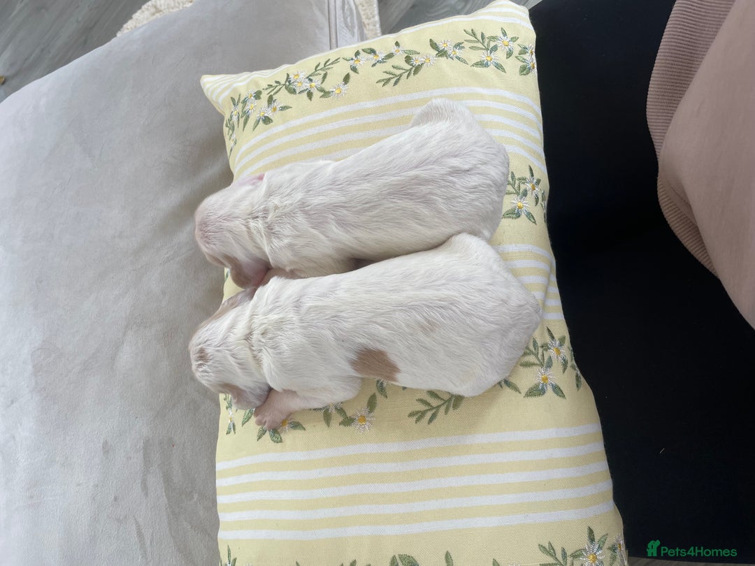 Cocker Spaniel dogs for sale: Healthy puppies - Image 3