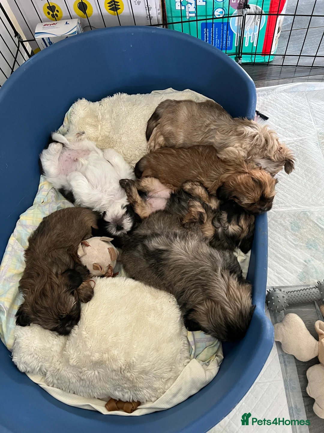 Shih Tzu dogs for stud: Shih tzu stud  in Glasgow - Advert 13