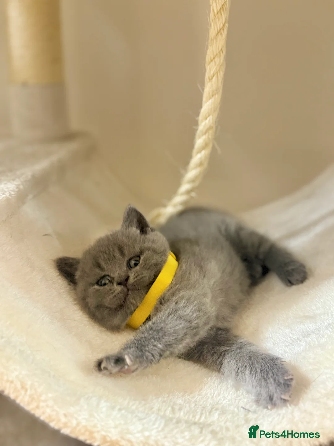 Scottish Fold cats for sale: Scottish straight  - Advert 2