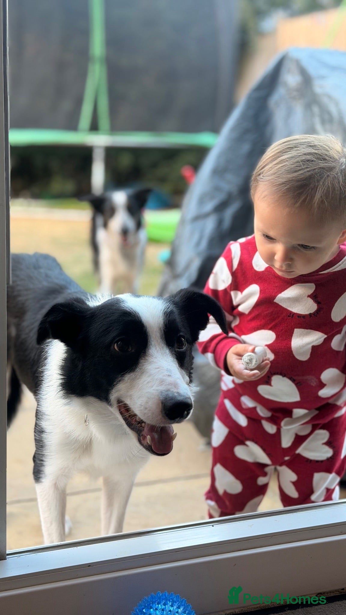 Border Collie dogs Almost 3 year old Border collie for sale  - Advert 1