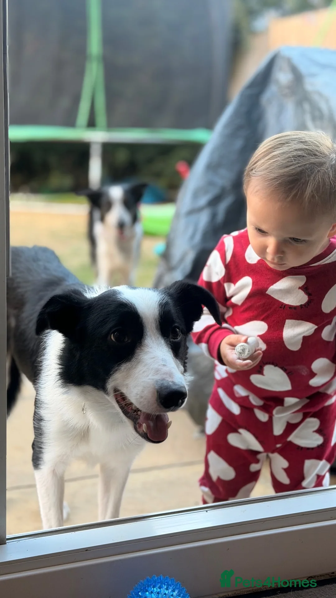 Border Collie dogs for sale: Almost 3 year old Border collie for sale  - Advert 1