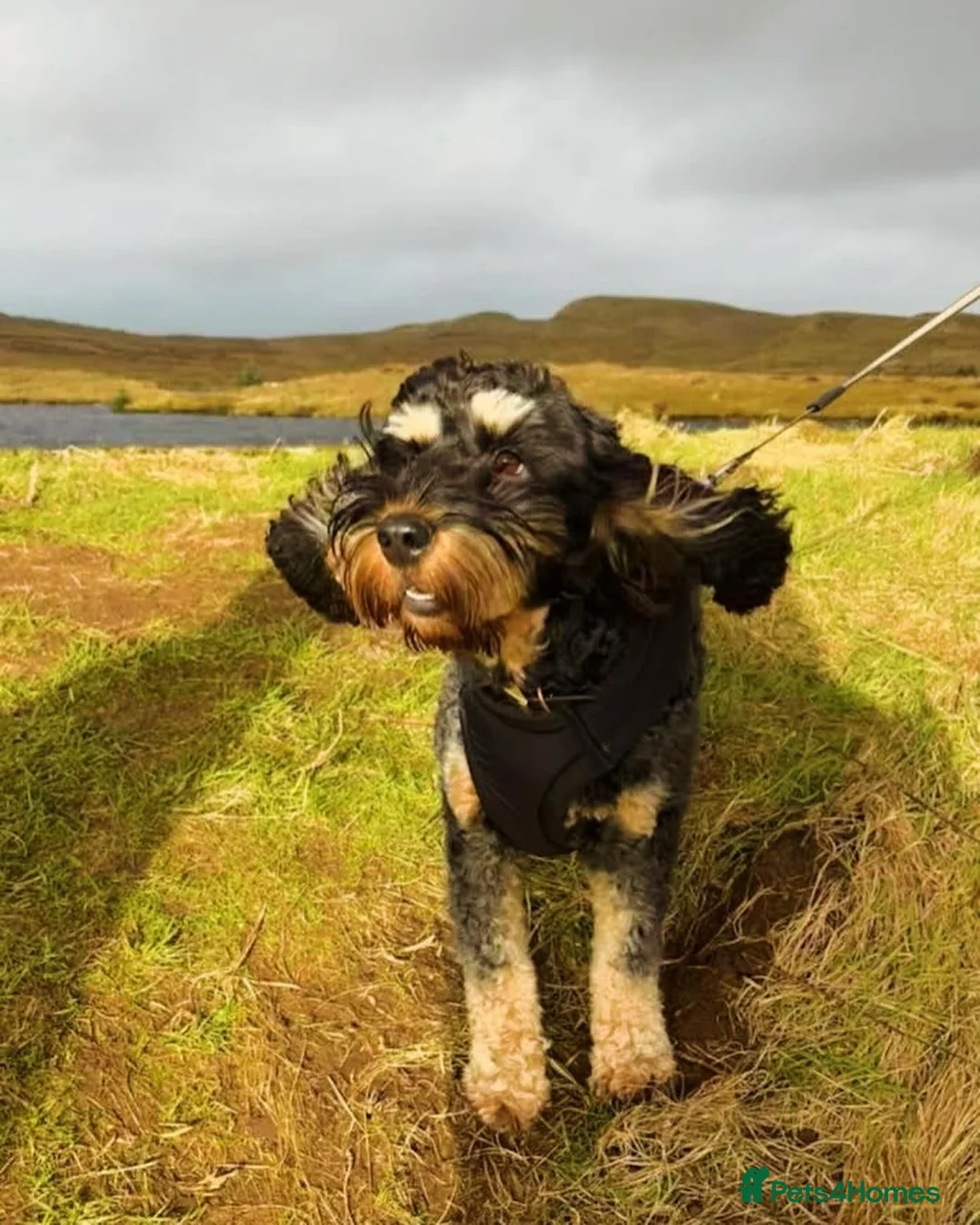 Gallery Image {{count}}