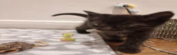 Domestic Shorthair cats for sale: Gorgeous tuxedo and mixed litter - Advert 20
