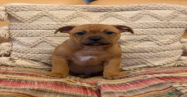 Staffordshire Bull Terrier dogs - Advert 5