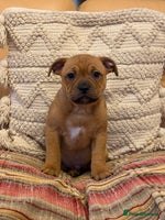 Staffordshire Bull Terrier dogs - Advert 5