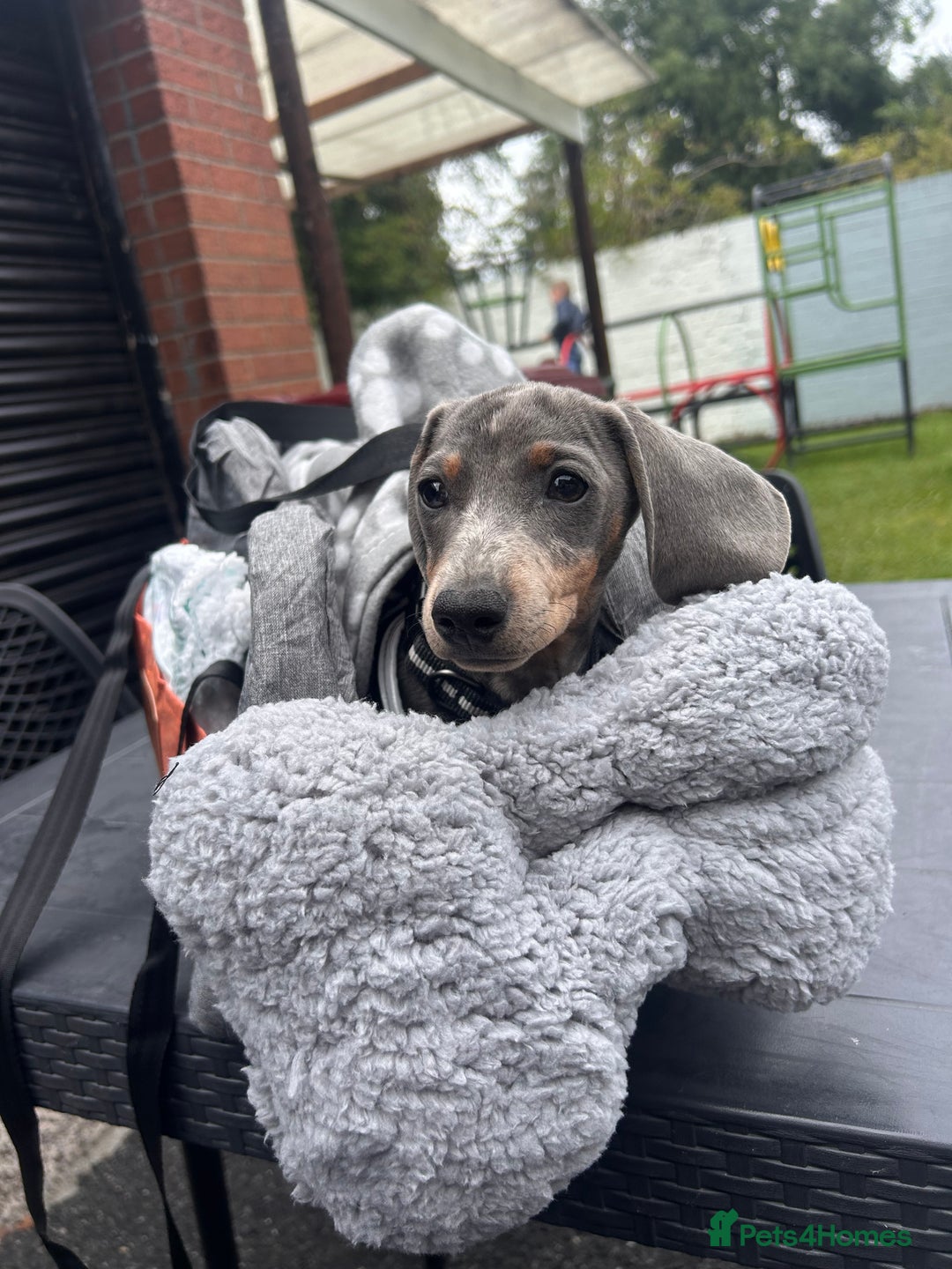 Dachshund dogs for sale: Rehome 4 month old puppy  - Image 3