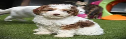 Cockapoo dogs for sale: F1b (Extra Curly) Cockapoos ✨ in Eastleigh - Advert 1