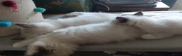 Ragdoll cats for sale: Beautiful Male Ragdoll Kittens - Advert 3