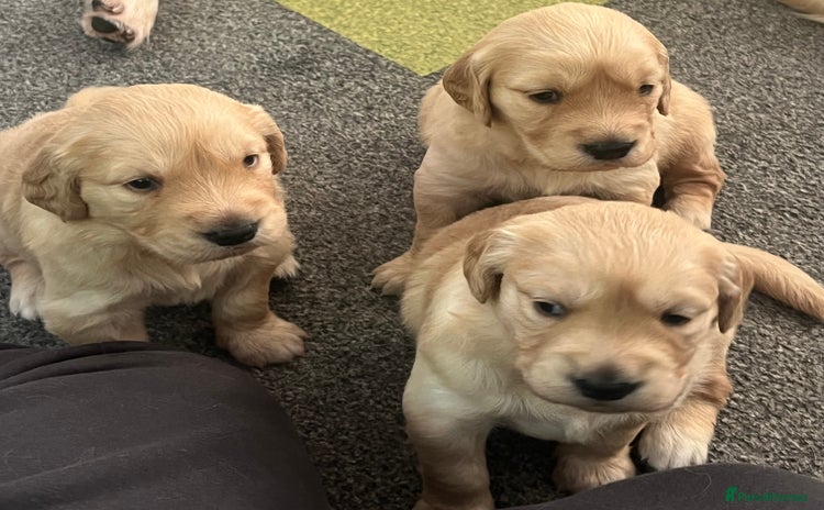 Golden Retriever dogs - Advert 6