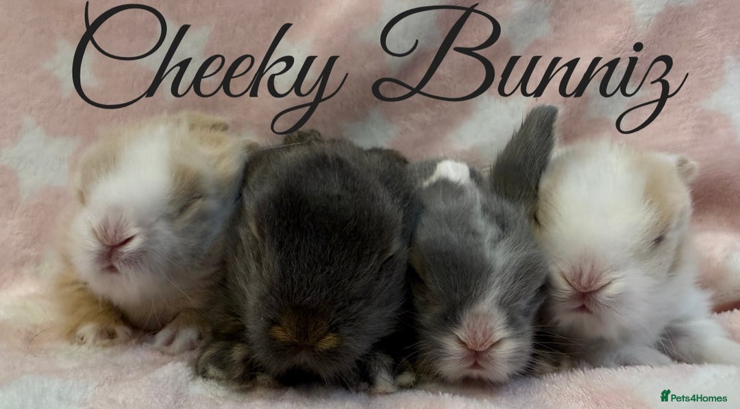 Mini Lion Lop rabbits for sale: Beautiful Teddywidder Babies   - Advert 2