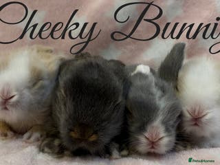 Mini Lion Lop rabbits Beautiful Teddywidder Babies - Advert 1