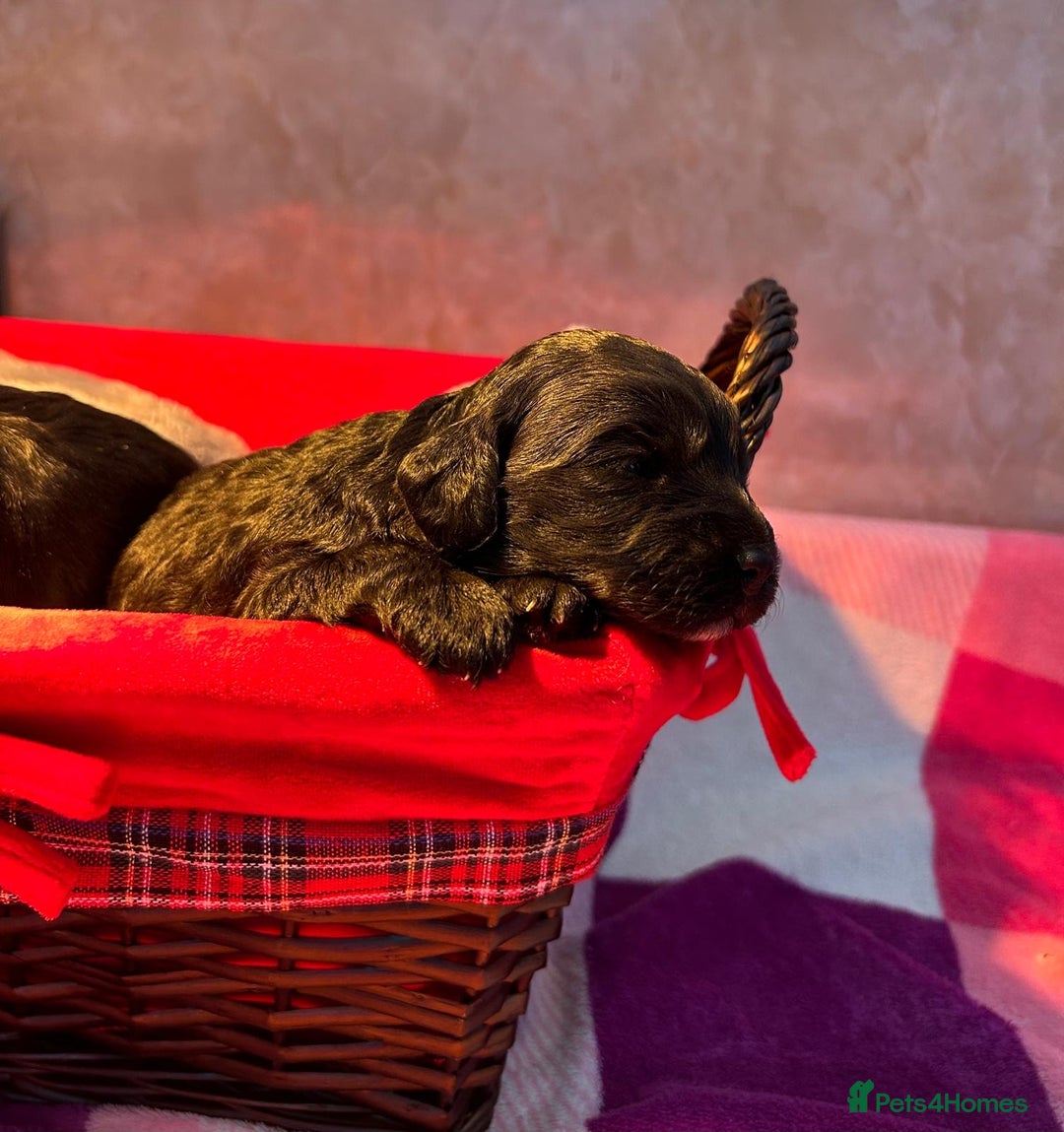 Cockapoo dogs for sale: Adorable f1 cockapoos - Advert 2