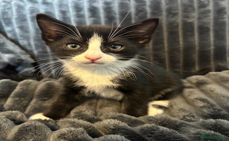 Domestic Shorthair cats - Advert 1