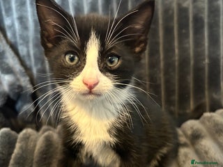 Domestic Shorthair cats - Advert 18