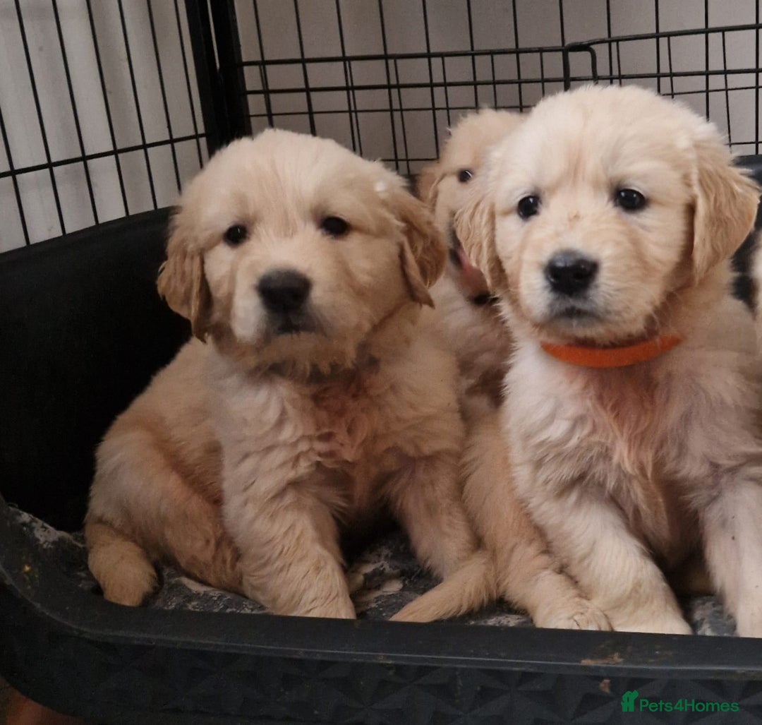 Golden Retriever dogs for sale: KC GoldenRetriver,READY NOW - Advert 6