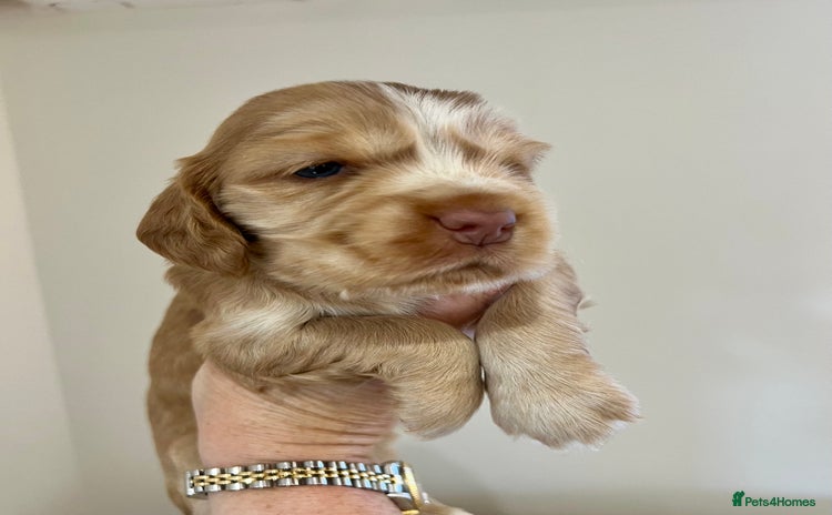 Cocker Spaniel dogs - Advert 4