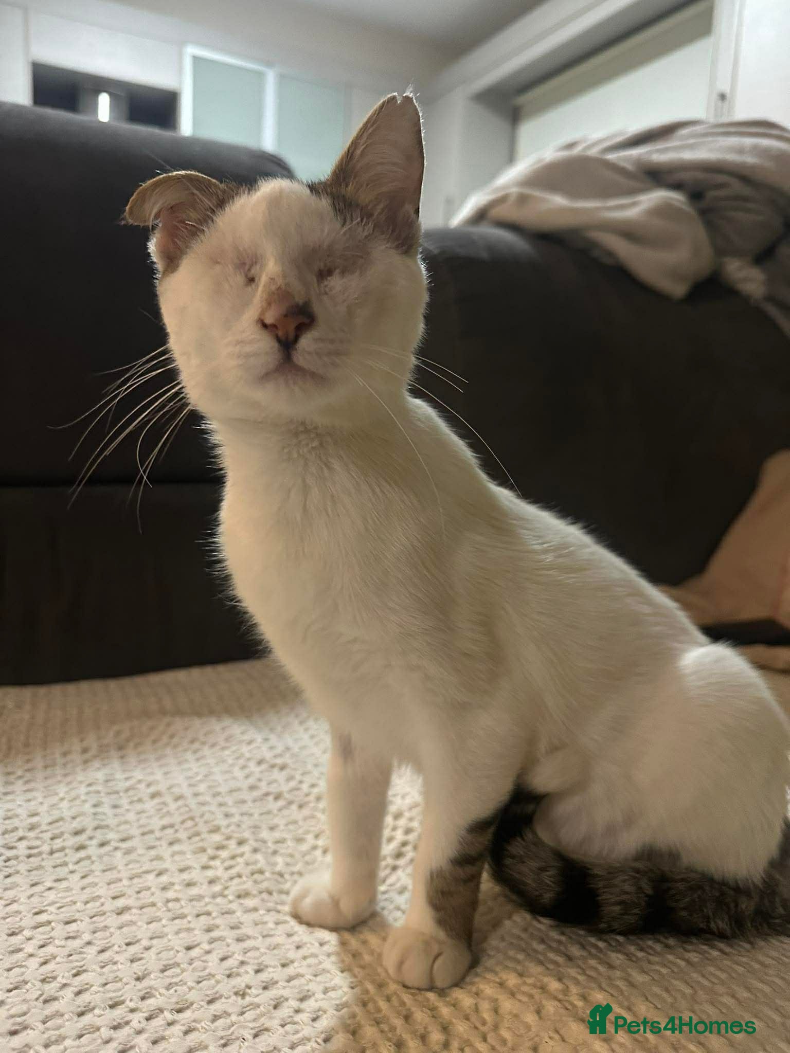 Mixed Breed cats for adoption: Charlie the cuddlebug - Advert 6
