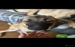 Anatolian Shepherd dogs for sale: 10.5 month old Anatolian mix kangal with a tin - Image 5