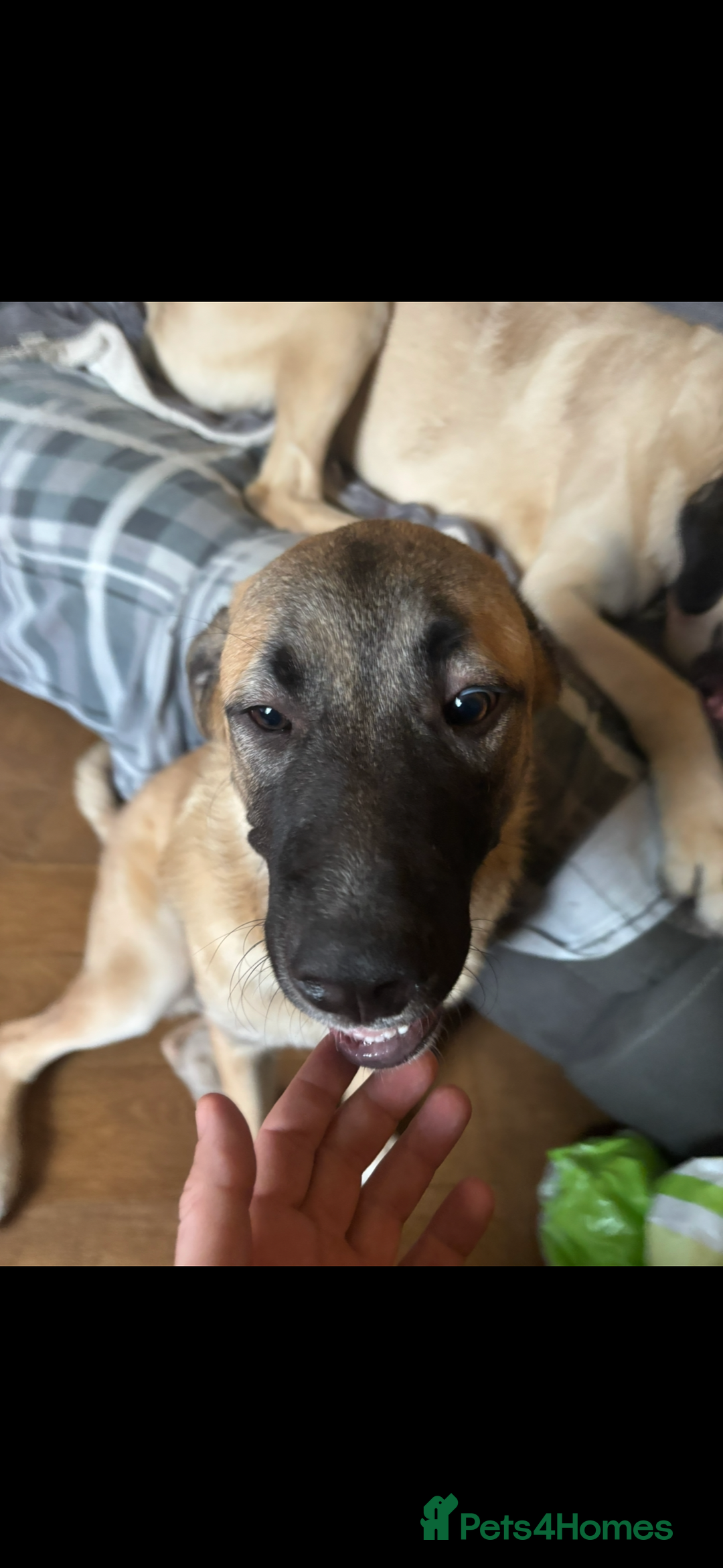 Anatolian Shepherd dogs for sale: 10.5 month old Anatolian mix kangal with a tin - Image 5