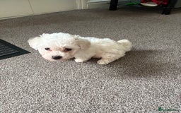 Bichon Frise dogs for sale: Bichon frise - Image 8