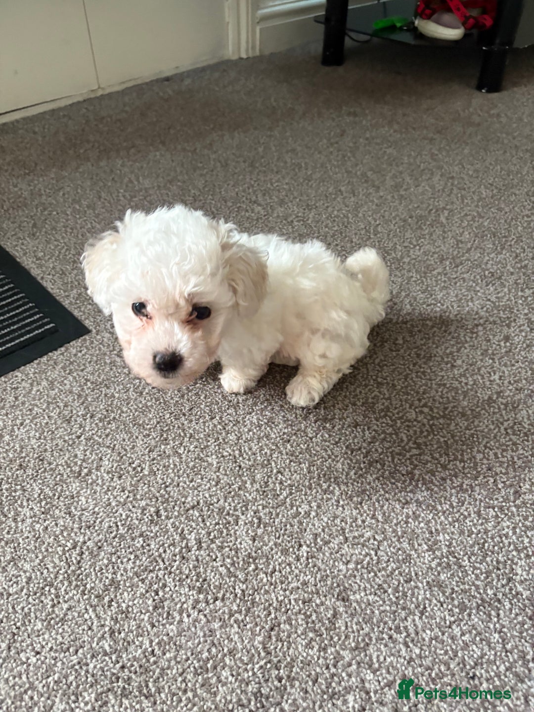Bichon Frise dogs for sale: Bichon frise - Image 8