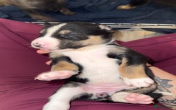Mixed Breed dogs for sale: Husky x Staffy puppy’s ready now!  - Image 11