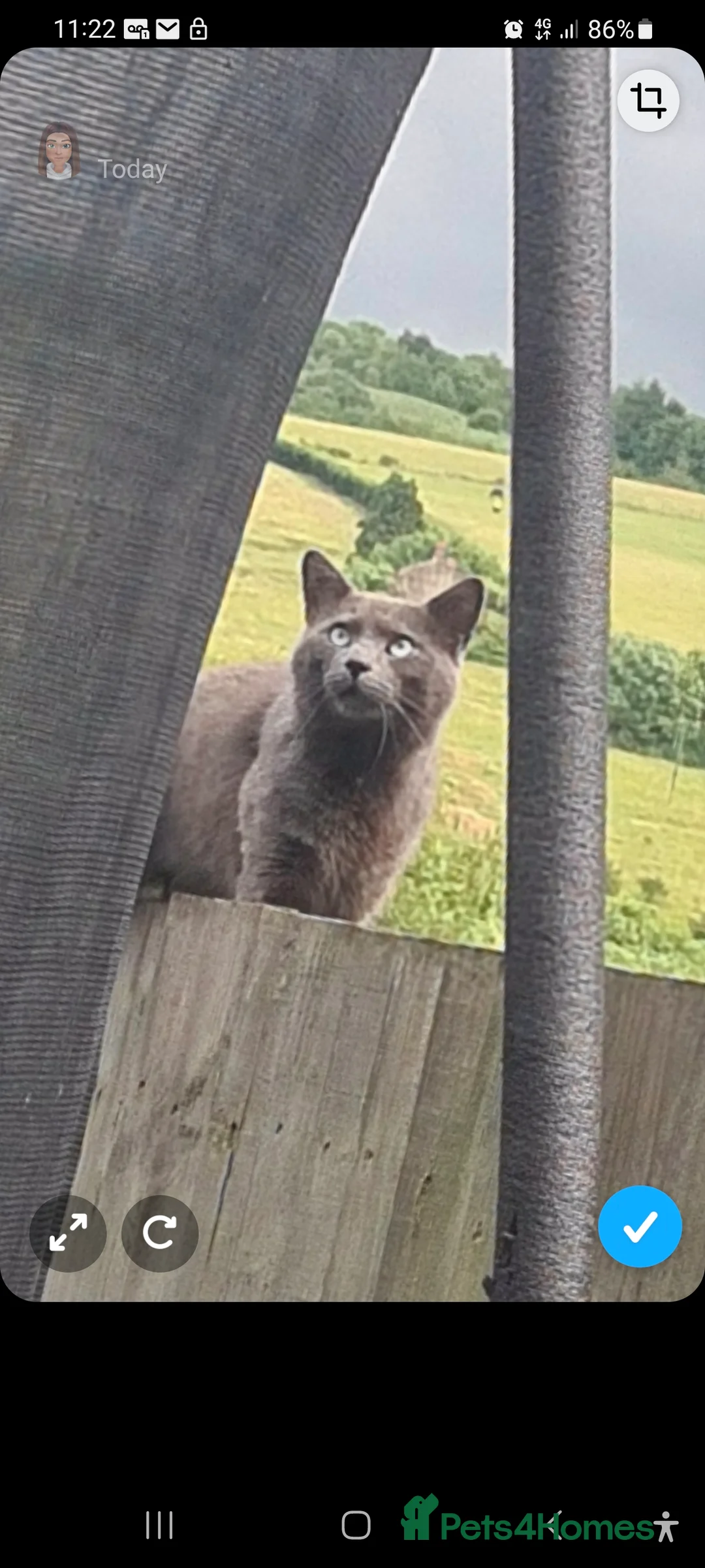 Ragdoll cats for sale: Kittens ready now! - Advert 17