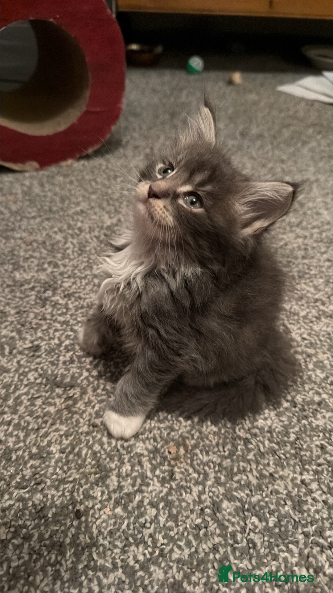 Maine Coon cats for sale: Unsexed greys with white mittens - Advert 6