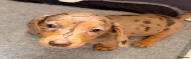 Miniature Dachshund Puppy 2