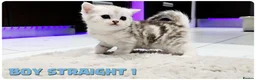 Scottish Fold cats for sale: Beautiful Scottish Fold,British & Munchkin Kittens - Advert 14