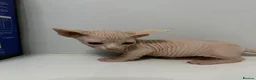 Sphynx cats for sale: Bambino Sphynx kittens  - Advert 6