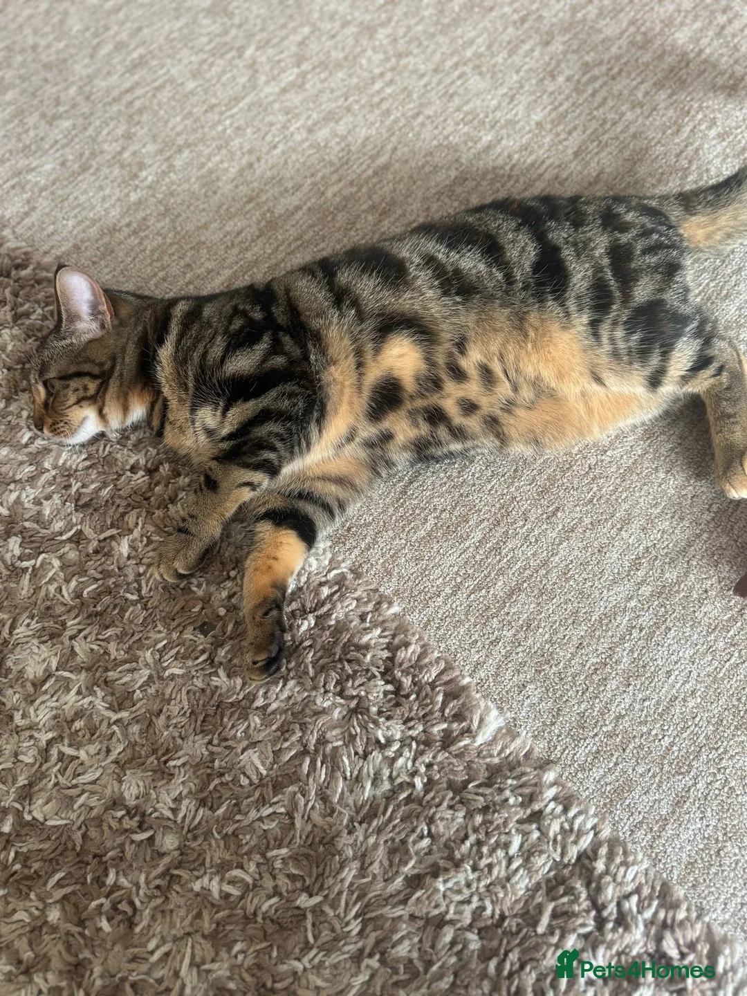 British Shorthair cats for sale: Beautiful tabby female called Tinkerbell  - Advert 6