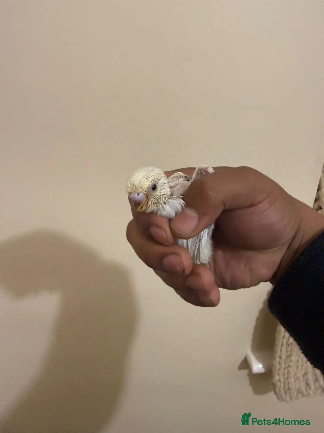 Budgerigars birds for sale: Baby Budgie for Sale 🐦🤍 - Advert 2