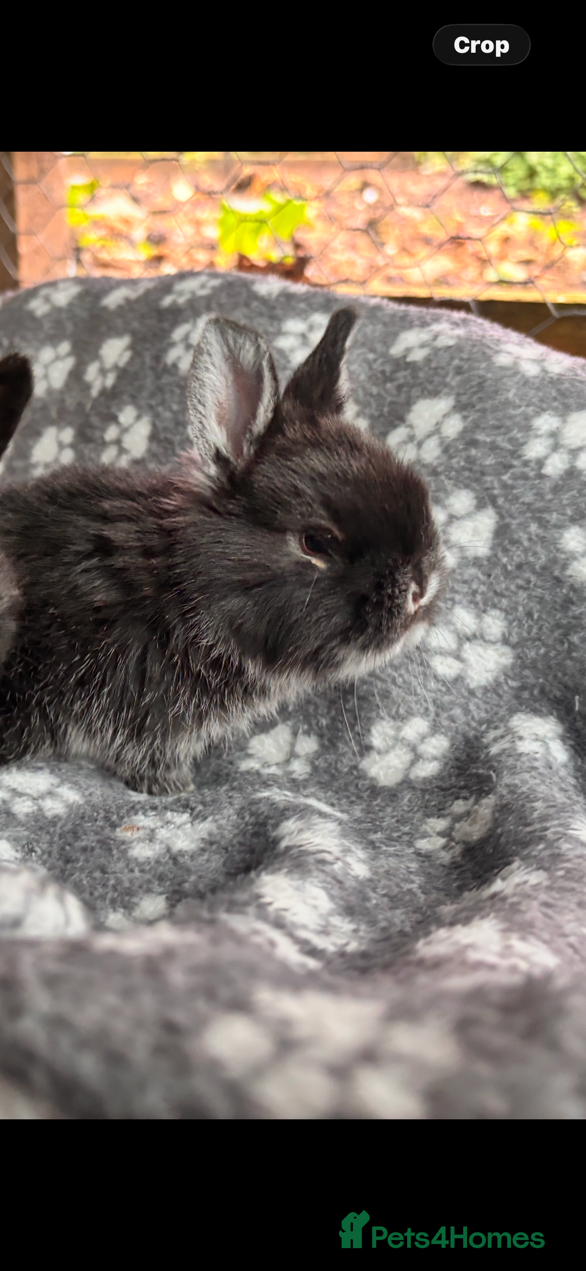 Mixed Breed rabbits Girl Sandellers x Holland lop  - Advert 15