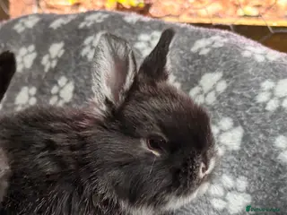 Mixed Breed rabbits Girl Sandellers x Holland lop - Advert 15