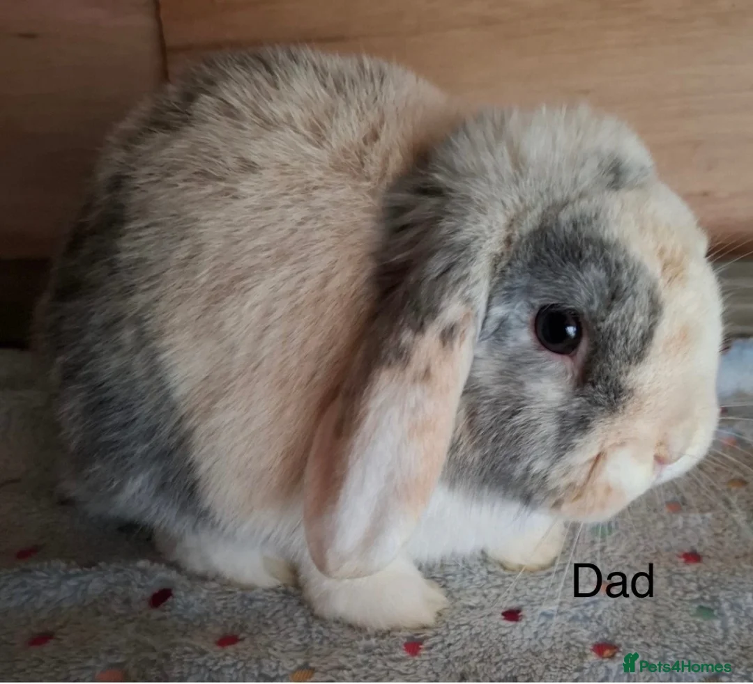 Mini Lop rabbits for sale: Mini Lops - Advert 2