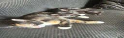 Mixed Breed cats for sale: 2 Female Kittens Available in Ipswich - Advert 6
