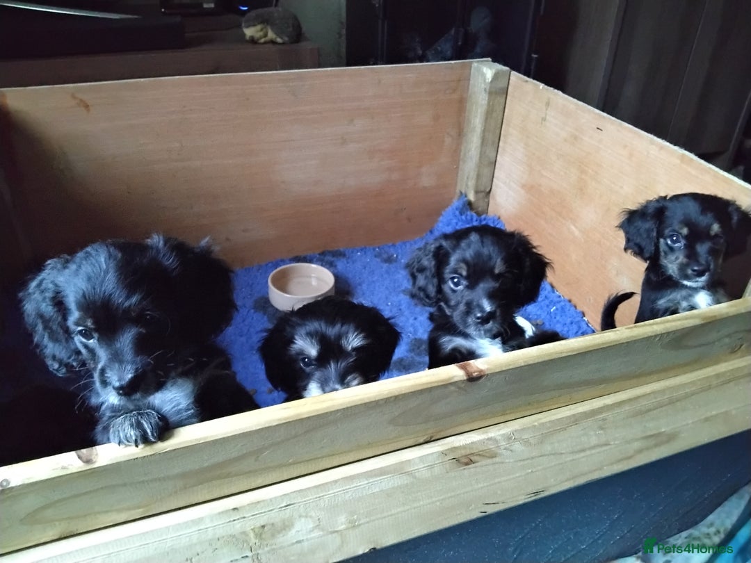 Mixed Breed dogs for sale: COCKAPOO/MORKIE - Advert 8
