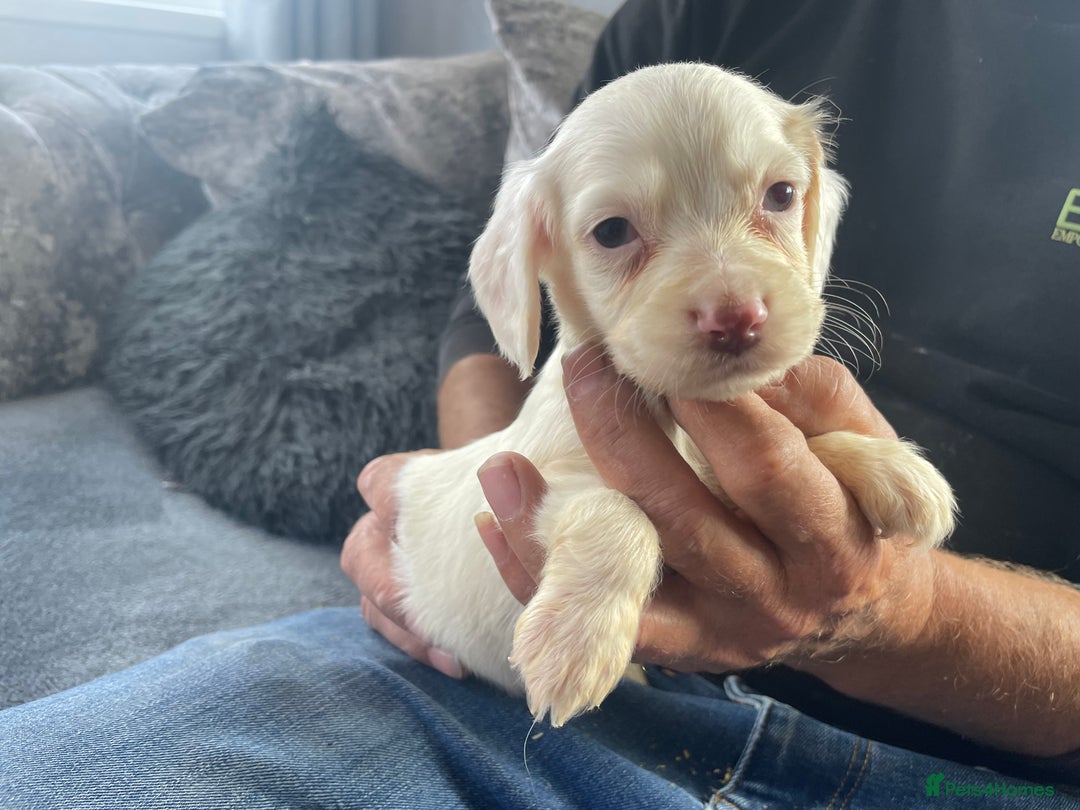 Cocker Spaniel dogs for sale: Cocker spaniel pups - Image 6