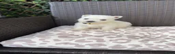 West Highland Terrier dogs for sale: West highland white female puppies.  - Advert 5