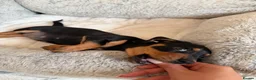 Miniature Dachshund dogs for sale: Miniature Smooth Haired Dachshund Black and Tan in Wrexham - Advert 13