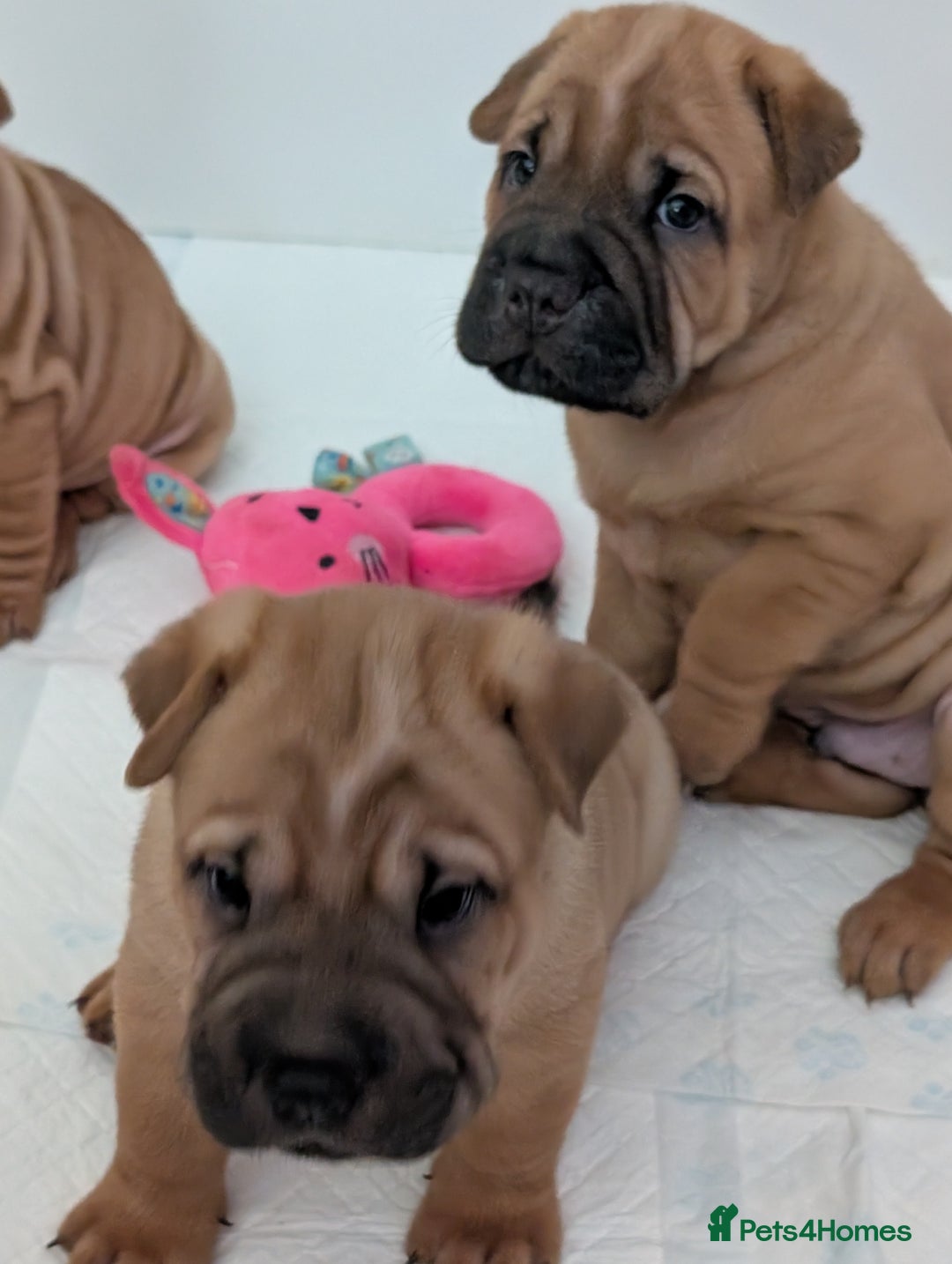 Shar Pei dogs for sale: Shar pei puppies  - Image 6