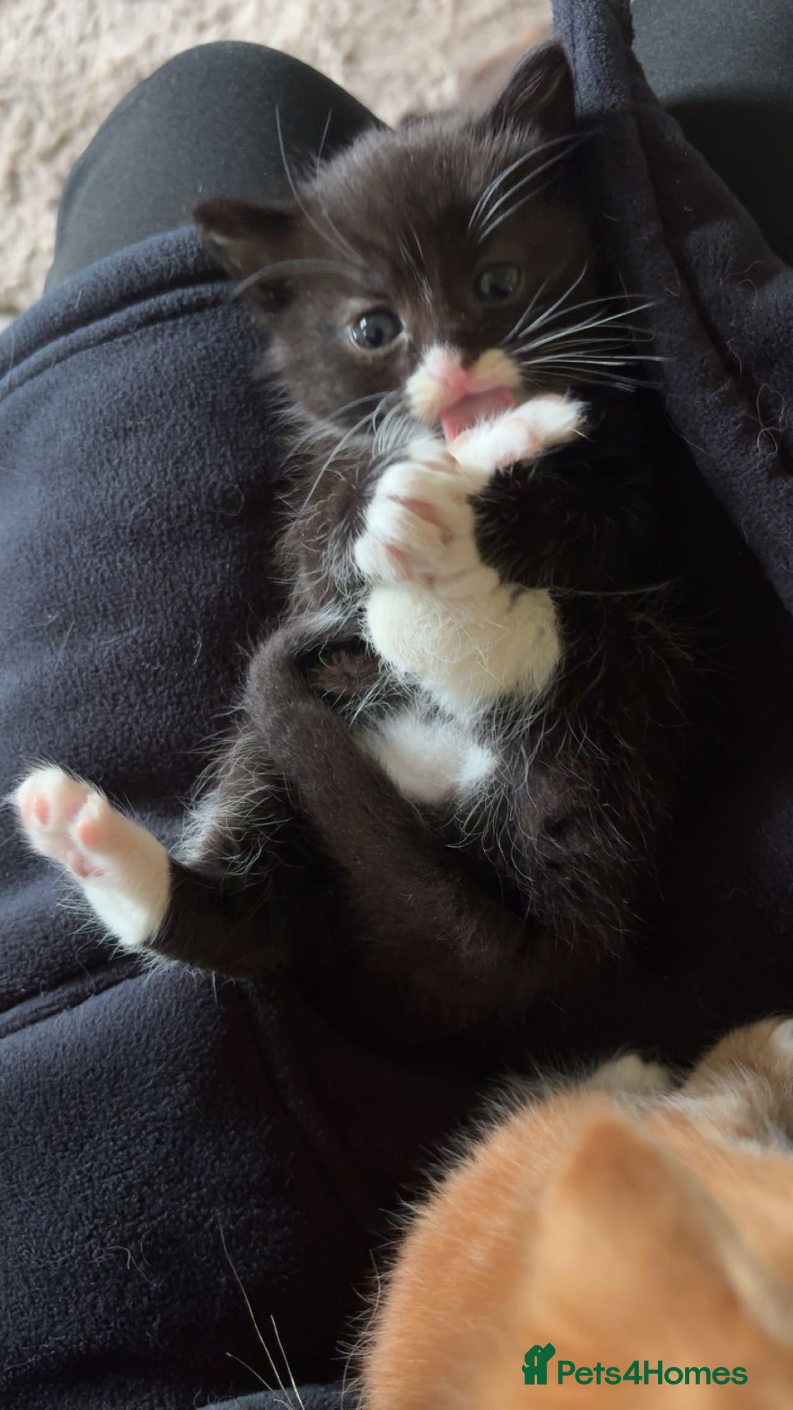 Mixed Breed cats Black & white kitten - Advert 2