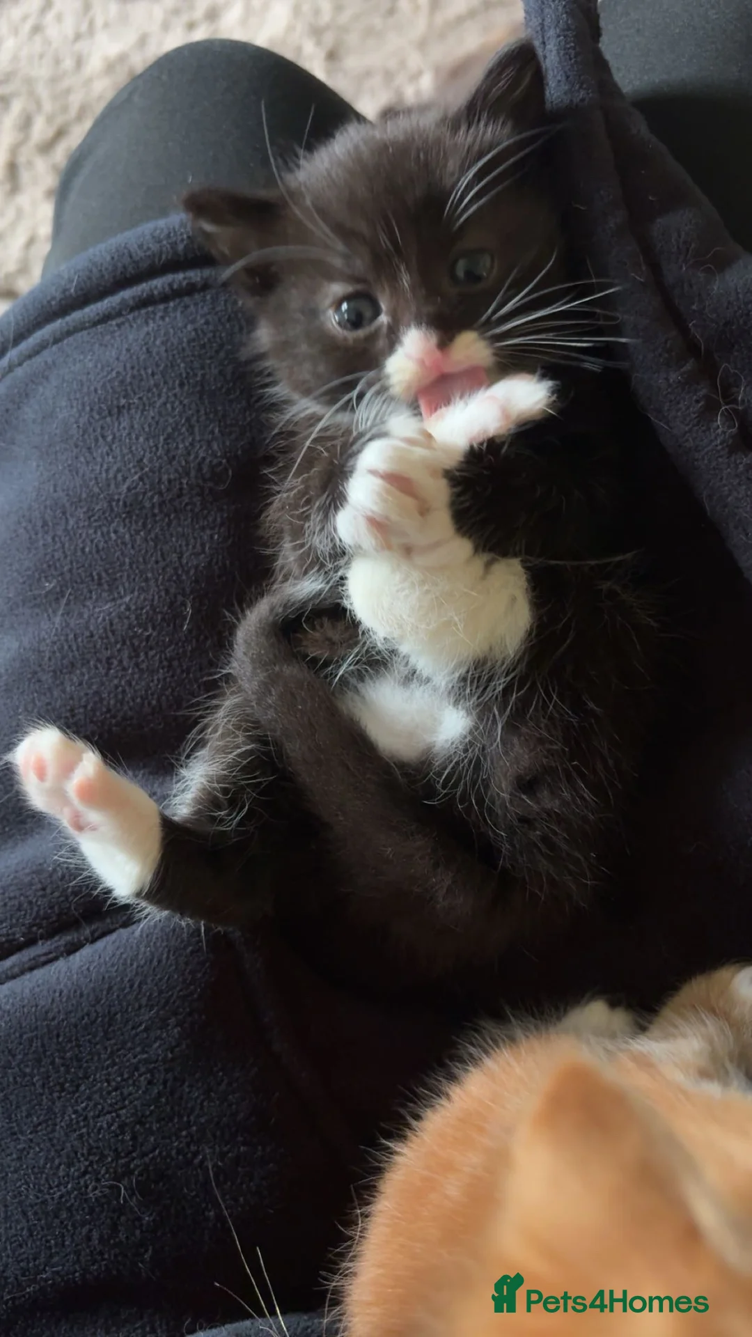 Mixed Breed cats for sale: Black & white kitten in Nelson - Advert 1