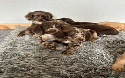 Cocker Spaniel dogs for sale: Cocker spaniel puppies - Image 2