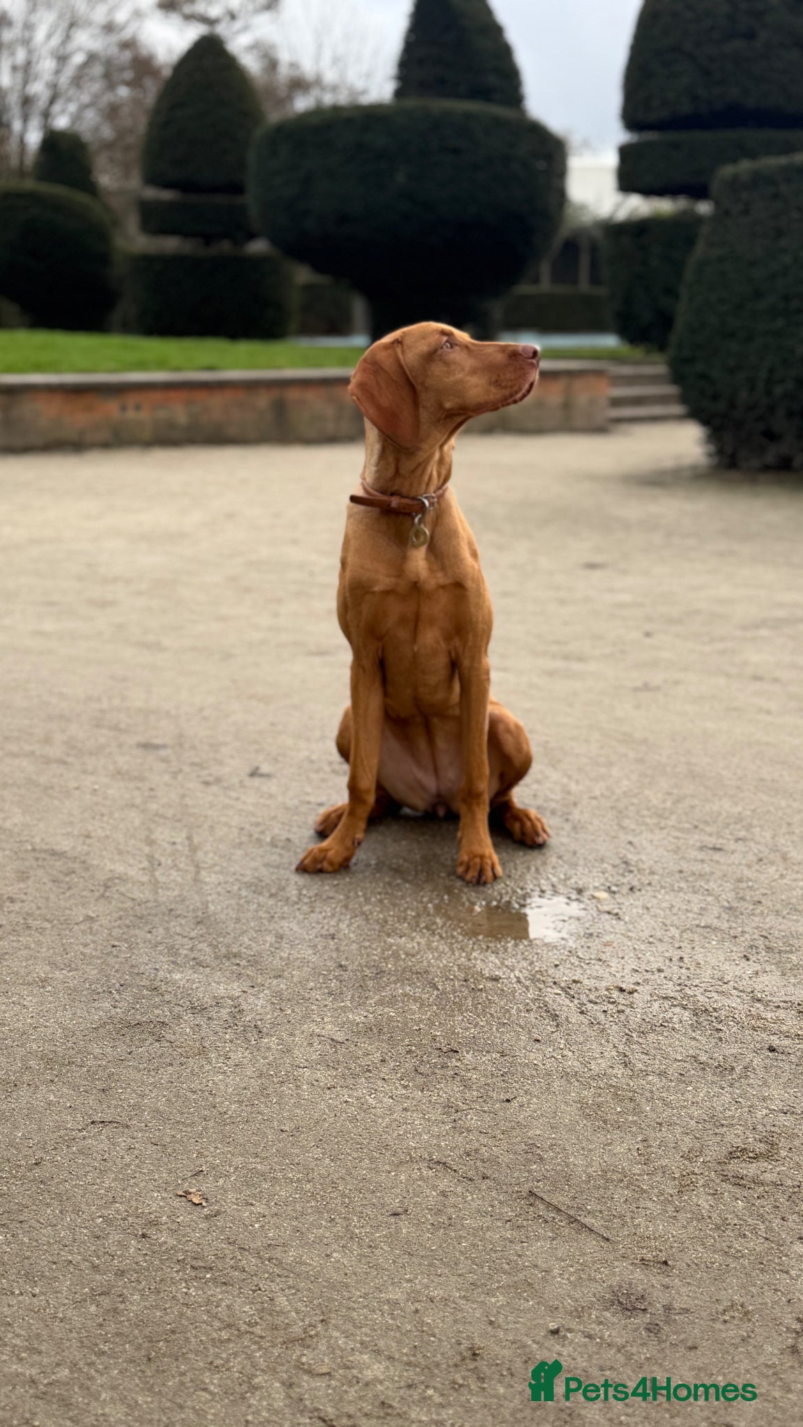 Hungarian Vizsla dogs Hungarian Vizsla Female 6 Months Old  - Advert 13