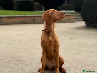 Hungarian Vizsla dogs Hungarian Vizsla Female 6 Months Old - Advert 13