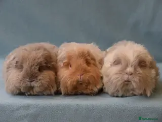 Guinea Pig rodents Longhared guinea pigs sows (2-3.5 years old) - Advert 1