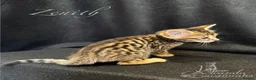Savannah cats for sale: Excellent Quality Tica Registered Purebred kittens - Advert 16