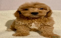Cavapoo dogs for sale: Cavapoo Boy - Image 4